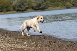 LABRADOR 180